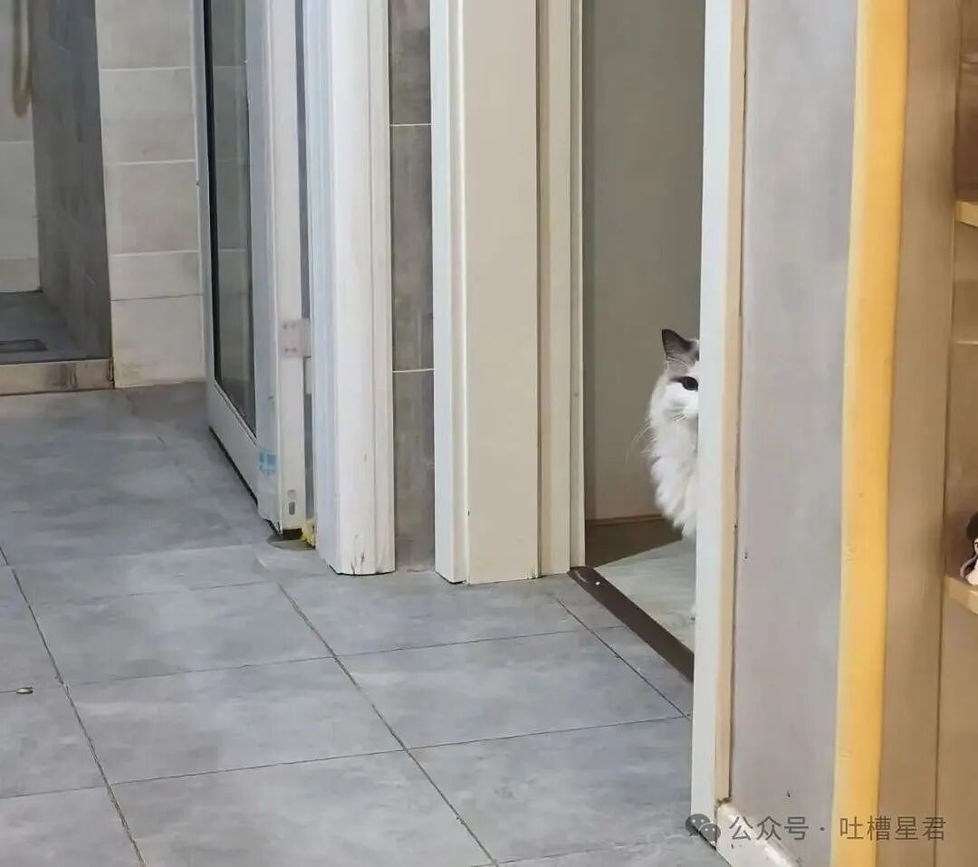 【爆笑】离婚开庭不敢去怕再次爱上前妻…?哈哈哈我在庭上为你厮杀你却说你还爱她(组图) - 9