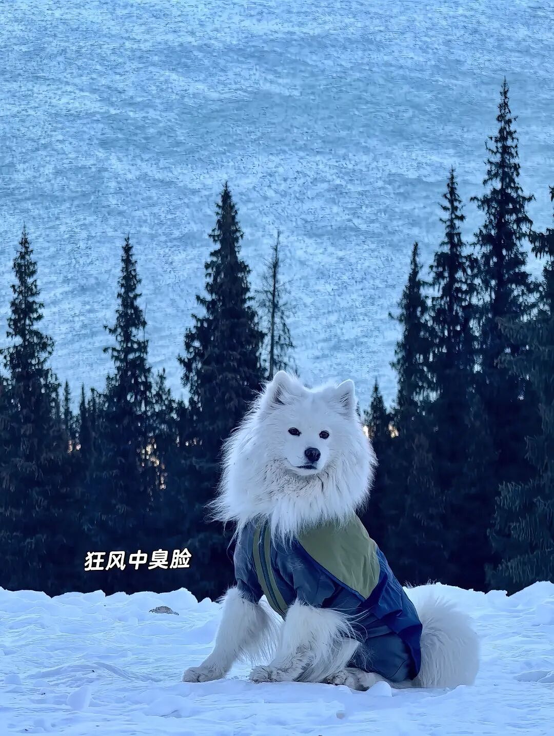 【宠物】主人带萨摩耶解思乡苦,结果耶耶全程臭脸,主人憋屈责怪,但小丑是自己(组图) - 14
