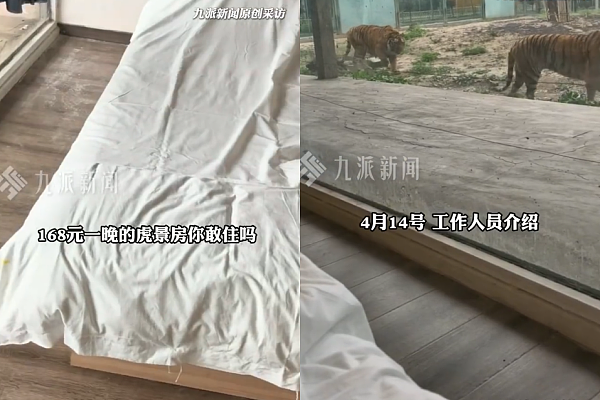​一晚780元！河南动物园推“虎景房”员工：已安装双层防弹玻璃（组图） - 2