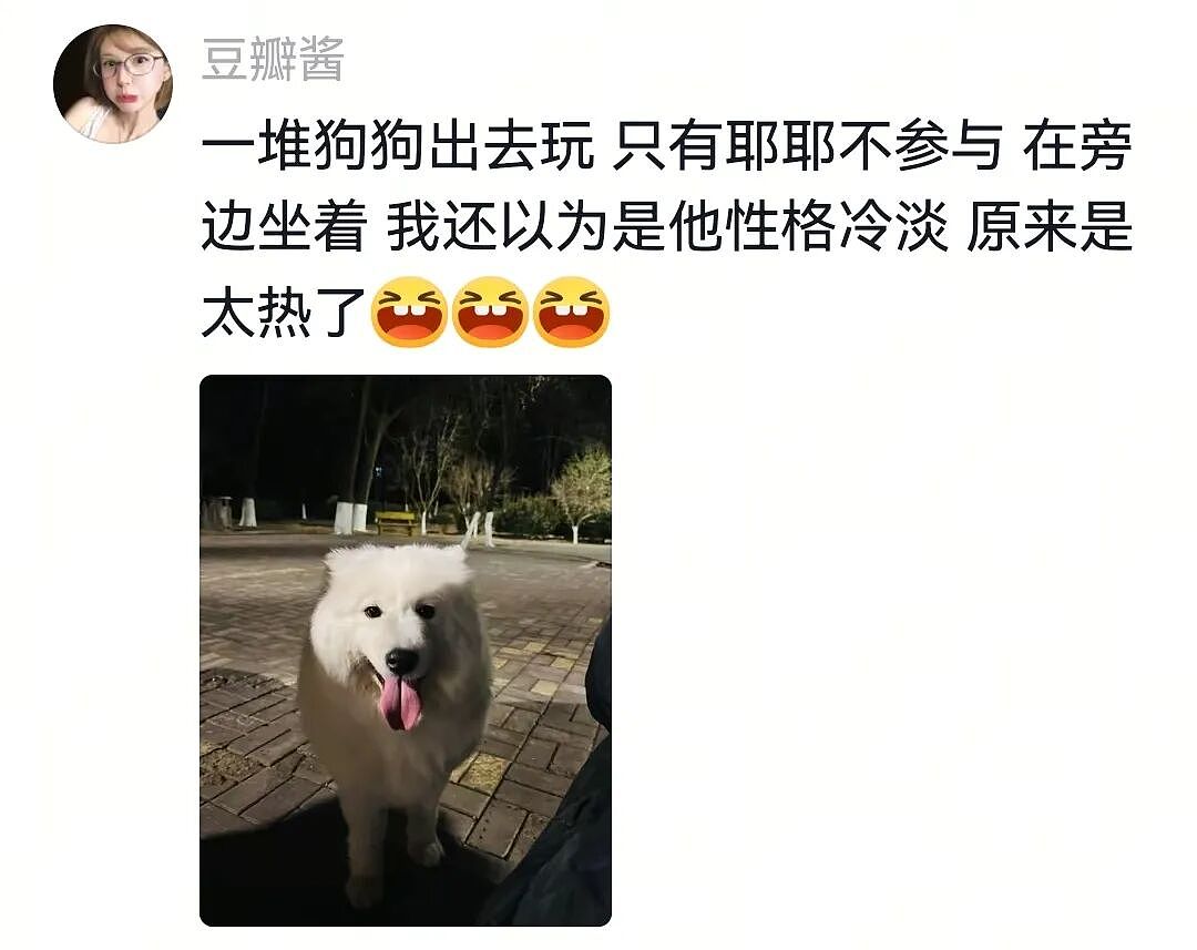 【宠物】主人带萨摩耶解思乡苦,结果耶耶全程臭脸,主人憋屈责怪,但小丑是自己(组图) - 18