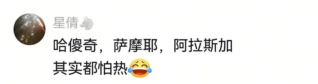 【宠物】主人带萨摩耶解思乡苦,结果耶耶全程臭脸,主人憋屈责怪,但小丑是自己(组图) - 19