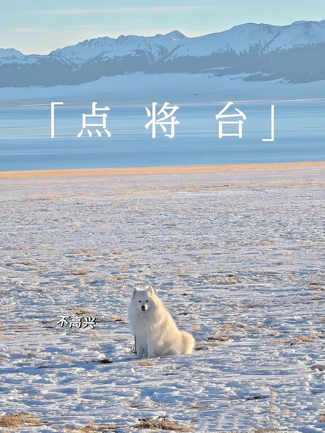 【宠物】主人带萨摩耶解思乡苦,结果耶耶全程臭脸,主人憋屈责怪,但小丑是自己(组图) - 2