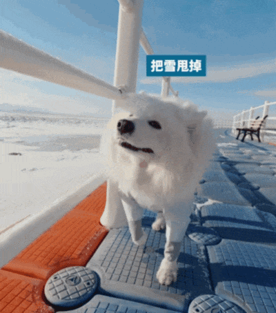 【宠物】主人带萨摩耶解思乡苦,结果耶耶全程臭脸,主人憋屈责怪,但小丑是自己(组图) - 8