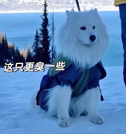 【宠物】主人带萨摩耶解思乡苦,结果耶耶全程臭脸,主人憋屈责怪,但小丑是自己(组图) - 6