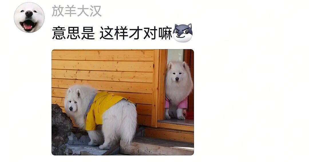 【宠物】主人带萨摩耶解思乡苦,结果耶耶全程臭脸,主人憋屈责怪,但小丑是自己(组图) - 10