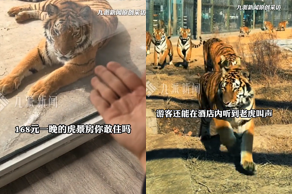 ​一晚780元！河南动物园推“虎景房”员工：已安装双层防弹玻璃（组图） - 1