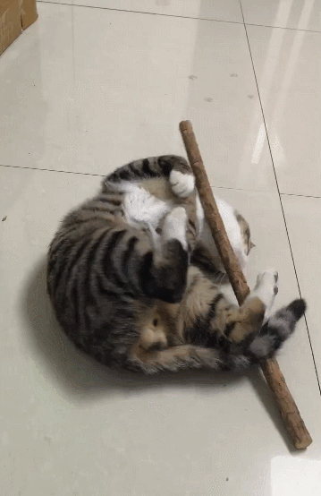【宠物】主人网购大型猫玩具没看尺寸，收到货后惊呆了...咪：谢谢你送的衣服（组图） - 8
