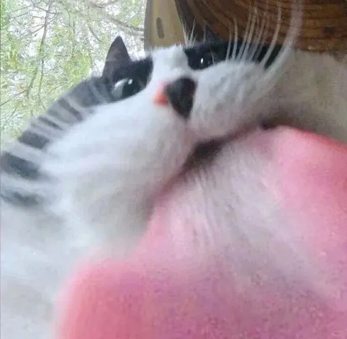 【宠物】主人网购大型猫玩具没看尺寸，收到货后惊呆了...咪：谢谢你送的衣服（组图） - 1