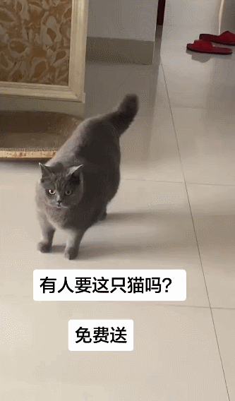 【宠物】主人网购大型猫玩具没看尺寸，收到货后惊呆了...咪：谢谢你送的衣服（组图） - 5