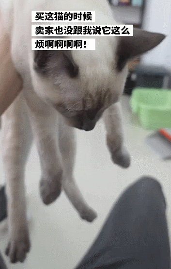 【宠物】主人网购大型猫玩具没看尺寸，收到货后惊呆了...咪：谢谢你送的衣服（组图） - 14