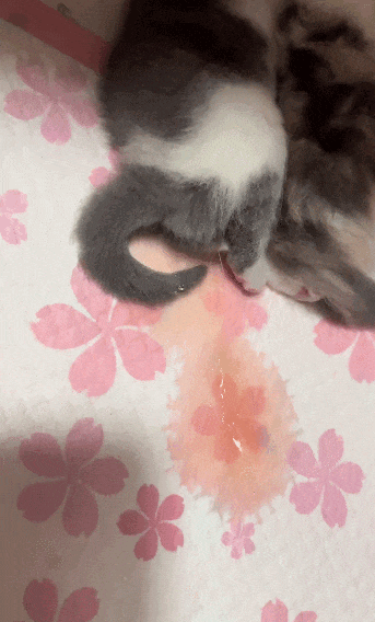 【宠物】主人网购大型猫玩具没看尺寸，收到货后惊呆了...咪：谢谢你送的衣服（组图） - 2