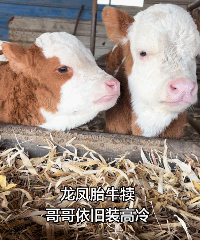 【宠物】主人网购大型猫玩具没看尺寸，收到货后惊呆了...咪：谢谢你送的衣服（组图） - 18