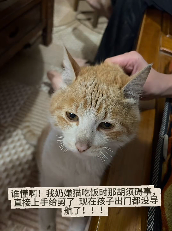【宠物】主人网购大型猫玩具没看尺寸，收到货后惊呆了...咪：谢谢你送的衣服（组图） - 19