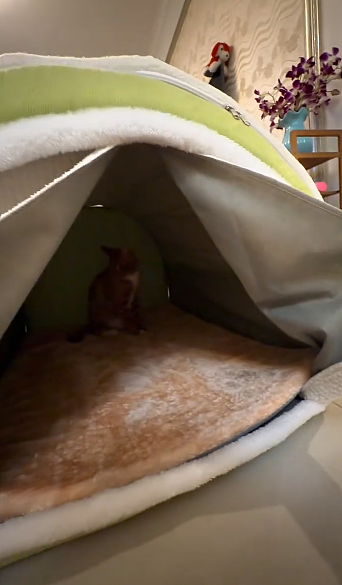 【宠物】男孩给太爷爷烧了一只纸折的奶牛猫，第二天家门口竟出现一模一样的猫...妈妈瞬间泪目：太爷爷以为你要送来了！（组图） - 27