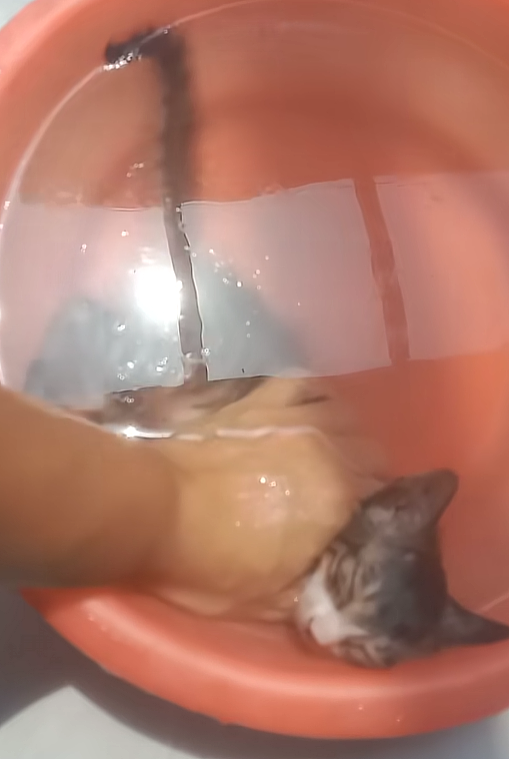【宠物】男孩给太爷爷烧了一只纸折的奶牛猫，第二天家门口竟出现一模一样的猫...妈妈瞬间泪目：太爷爷以为你要送来了！（组图） - 35