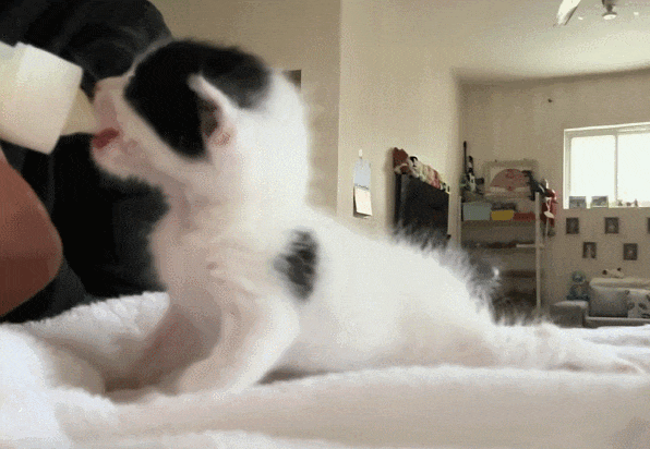 【宠物】男孩给太爷爷烧了一只纸折的奶牛猫，第二天家门口竟出现一模一样的猫...妈妈瞬间泪目：太爷爷以为你要送来了！（组图） - 22
