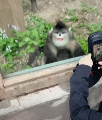 【宠物】男孩给太爷爷烧了一只纸折的奶牛猫，第二天家门口竟出现一模一样的猫...妈妈瞬间泪目：太爷爷以为你要送来了！（组图） - 31