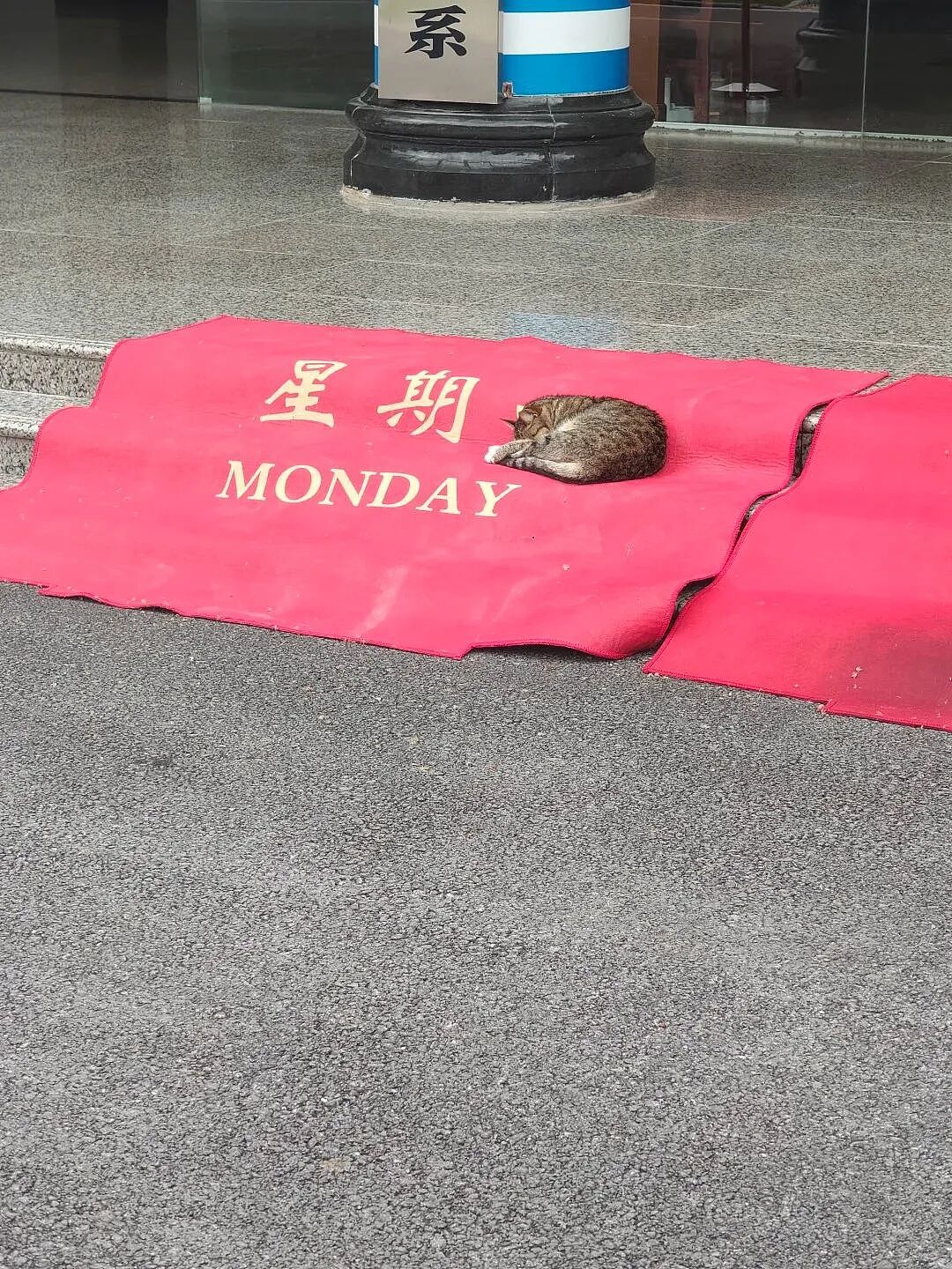 【宠物】男孩给太爷爷烧了一只纸折的奶牛猫，第二天家门口竟出现一模一样的猫...妈妈瞬间泪目：太爷爷以为你要送来了！（组图） - 33