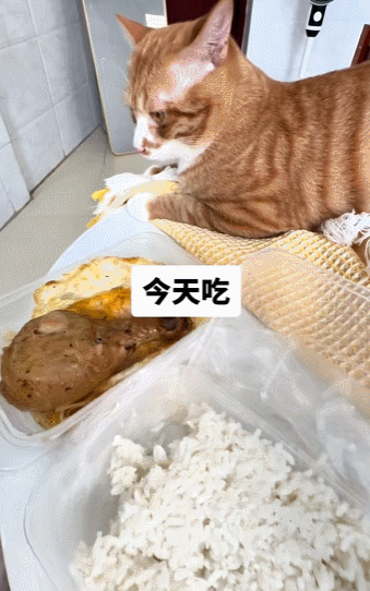 【宠物】男孩给太爷爷烧了一只纸折的奶牛猫，第二天家门口竟出现一模一样的猫...妈妈瞬间泪目：太爷爷以为你要送来了！（组图） - 8