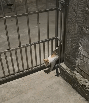 【宠物】男孩给太爷爷烧了一只纸折的奶牛猫，第二天家门口竟出现一模一样的猫...妈妈瞬间泪目：太爷爷以为你要送来了！（组图） - 19