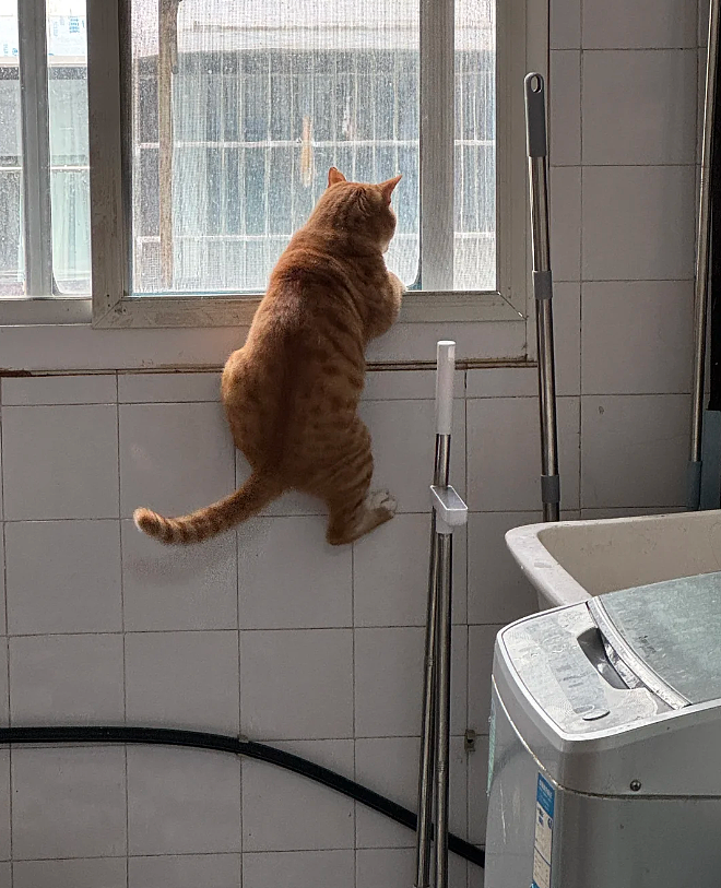 【宠物】男孩给太爷爷烧了一只纸折的奶牛猫，第二天家门口竟出现一模一样的猫...妈妈瞬间泪目：太爷爷以为你要送来了！（组图） - 13