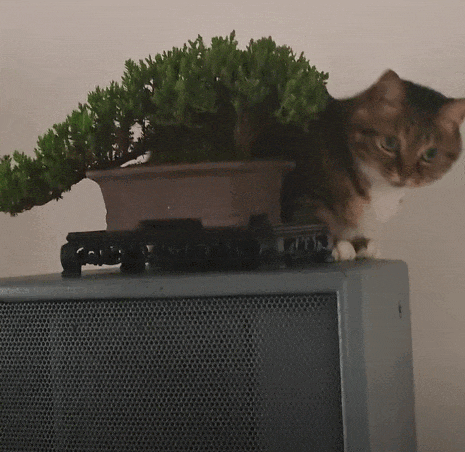 【宠物】男孩给太爷爷烧了一只纸折的奶牛猫，第二天家门口竟出现一模一样的猫...妈妈瞬间泪目：太爷爷以为你要送来了！（组图） - 2