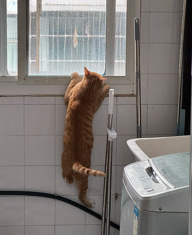 【宠物】男孩给太爷爷烧了一只纸折的奶牛猫，第二天家门口竟出现一模一样的猫...妈妈瞬间泪目：太爷爷以为你要送来了！（组图） - 12