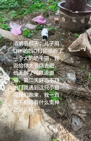 【宠物】男孩给太爷爷烧了一只纸折的奶牛猫，第二天家门口竟出现一模一样的猫...妈妈瞬间泪目：太爷爷以为你要送来了！（组图） - 20
