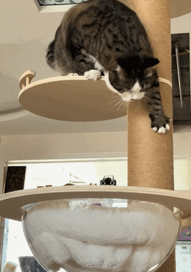【宠物】男孩给太爷爷烧了一只纸折的奶牛猫，第二天家门口竟出现一模一样的猫...妈妈瞬间泪目：太爷爷以为你要送来了！（组图） - 10