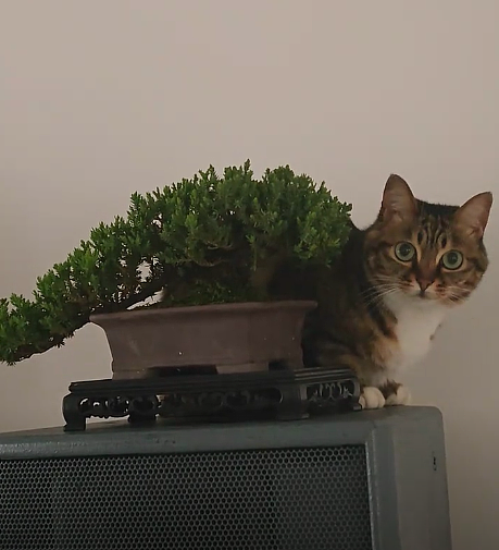【宠物】男孩给太爷爷烧了一只纸折的奶牛猫，第二天家门口竟出现一模一样的猫...妈妈瞬间泪目：太爷爷以为你要送来了！（组图） - 1