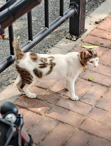 【宠物】男孩给太爷爷烧了一只纸折的奶牛猫，第二天家门口竟出现一模一样的猫...妈妈瞬间泪目：太爷爷以为你要送来了！（组图） - 17