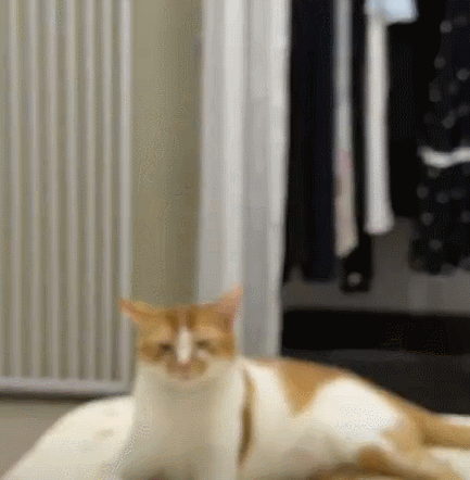 【宠物】男孩给太爷爷烧了一只纸折的奶牛猫，第二天家门口竟出现一模一样的猫...妈妈瞬间泪目：太爷爷以为你要送来了！（组图） - 26