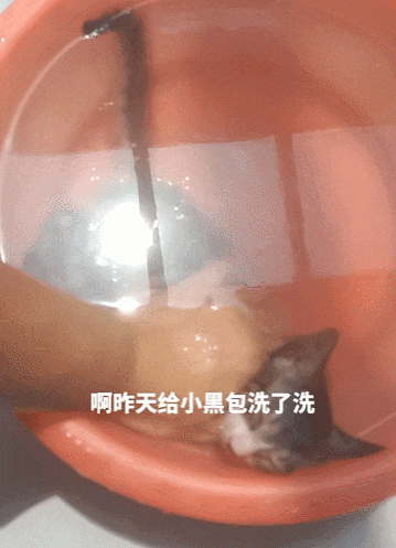 【宠物】男孩给太爷爷烧了一只纸折的奶牛猫，第二天家门口竟出现一模一样的猫...妈妈瞬间泪目：太爷爷以为你要送来了！（组图） - 36