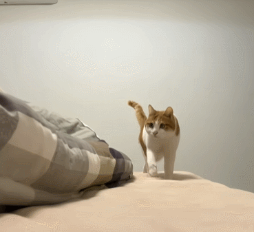 【宠物】男孩给太爷爷烧了一只纸折的奶牛猫，第二天家门口竟出现一模一样的猫...妈妈瞬间泪目：太爷爷以为你要送来了！（组图） - 30