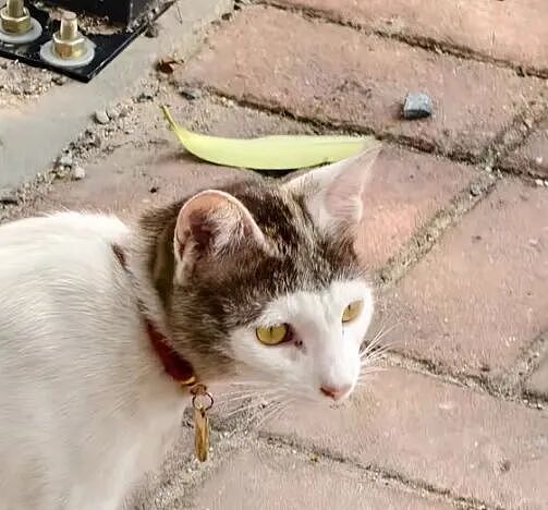 【宠物】男孩给太爷爷烧了一只纸折的奶牛猫，第二天家门口竟出现一模一样的猫...妈妈瞬间泪目：太爷爷以为你要送来了！（组图） - 18