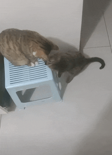 【宠物】男孩给太爷爷烧了一只纸折的奶牛猫，第二天家门口竟出现一模一样的猫...妈妈瞬间泪目：太爷爷以为你要送来了！（组图） - 37