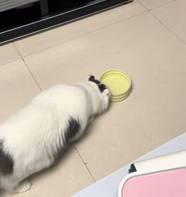 【宠物】男孩给太爷爷烧了一只纸折的奶牛猫，第二天家门口竟出现一模一样的猫...妈妈瞬间泪目：太爷爷以为你要送来了！（组图） - 4