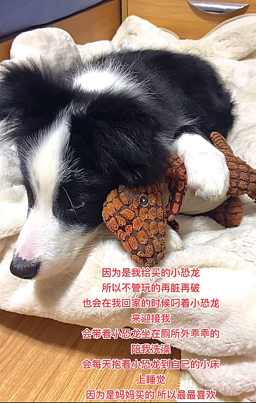 【宠物】主人骗狗子自己失业,养不起它了,没想到狗子竟开始大口吃起了蔬菜...(组图) - 2