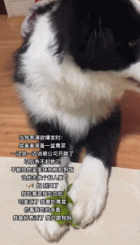 【宠物】主人骗狗子自己失业,养不起它了,没想到狗子竟开始大口吃起了蔬菜...(组图) - 5