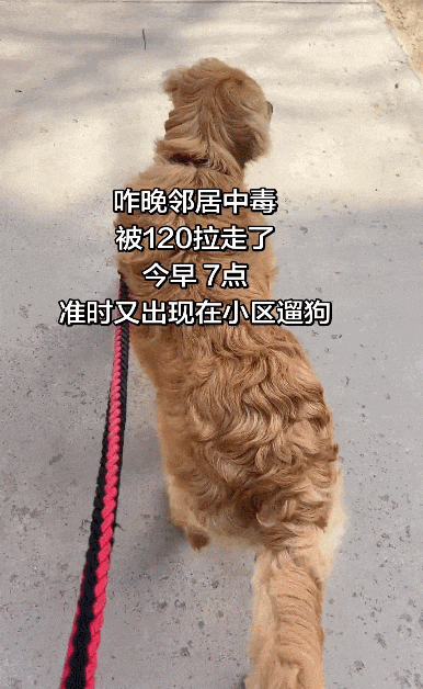 女子在家被救护担架抬走时,反复叮嘱医护人员看好门,别让猫跑出去!(组图) - 11