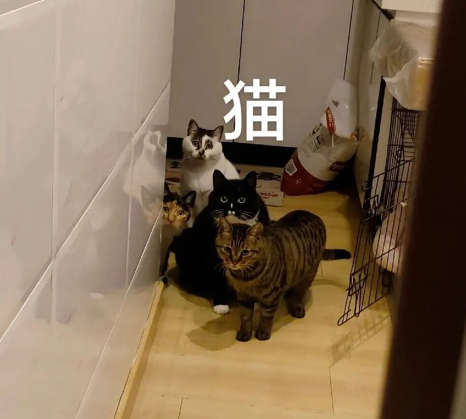 女子在家被救护担架抬走时,反复叮嘱医护人员看好门,别让猫跑出去!(组图) - 5