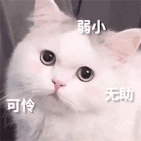女子在家被救护担架抬走时,反复叮嘱医护人员看好门,别让猫跑出去!(组图) - 8