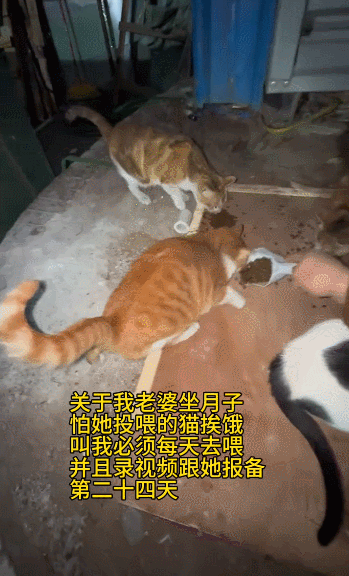 女子在家被救护担架抬走时,反复叮嘱医护人员看好门,别让猫跑出去!(组图) - 15