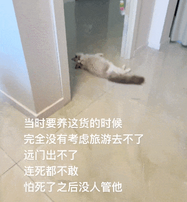 女子在家被救护担架抬走时,反复叮嘱医护人员看好门,别让猫跑出去!(组图) - 2