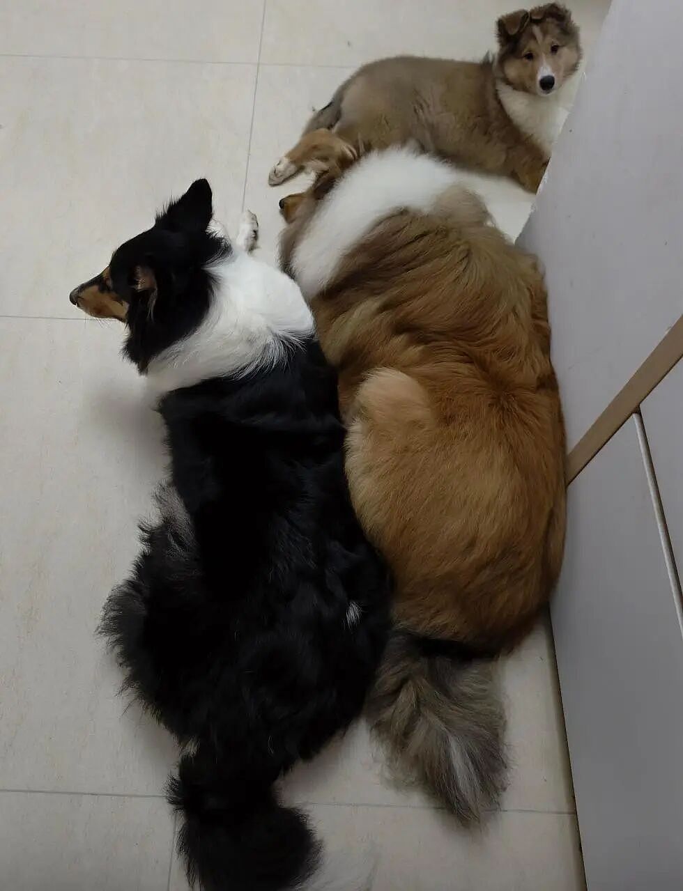 女子在家被救护担架抬走时,反复叮嘱医护人员看好门,别让猫跑出去!(组图) - 14