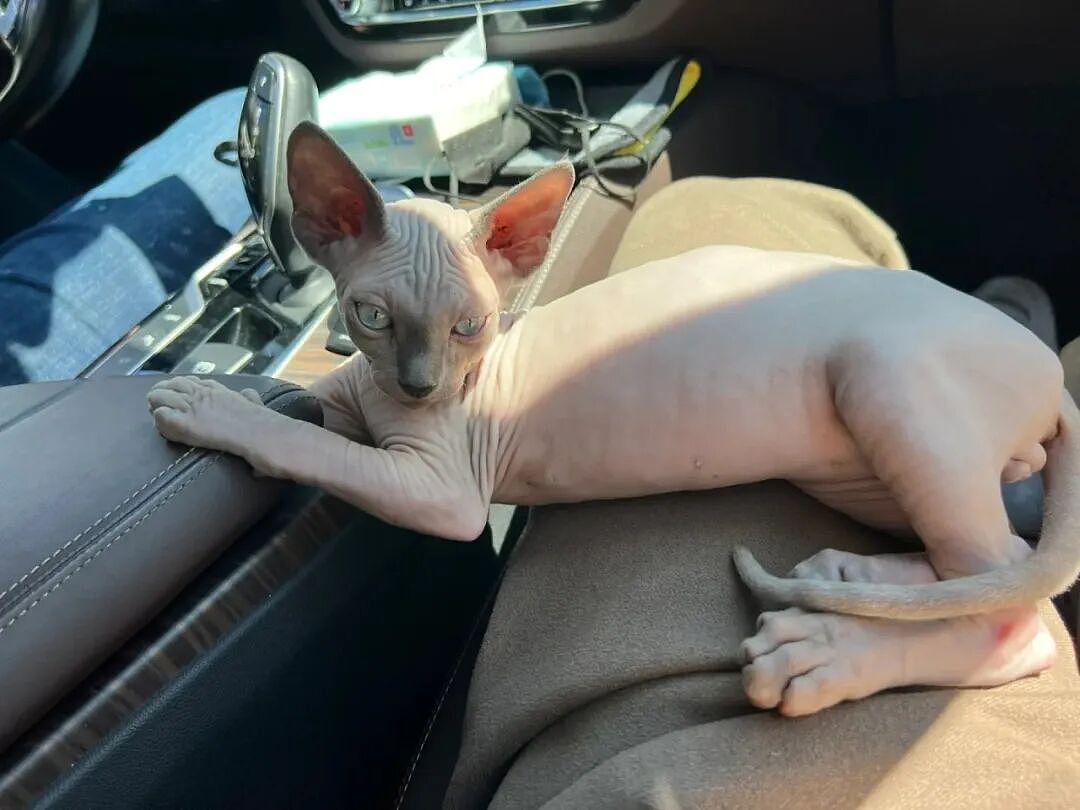 【宠物】小姐姐旅游半个月,回家发现无毛猫变色了,急得发帖求助,网友一看图就破案...(组图) - 11