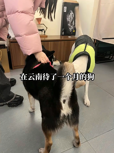 【宠物】小姐姐旅游半个月,回家发现无毛猫变色了,急得发帖求助,网友一看图就破案...(组图) - 14