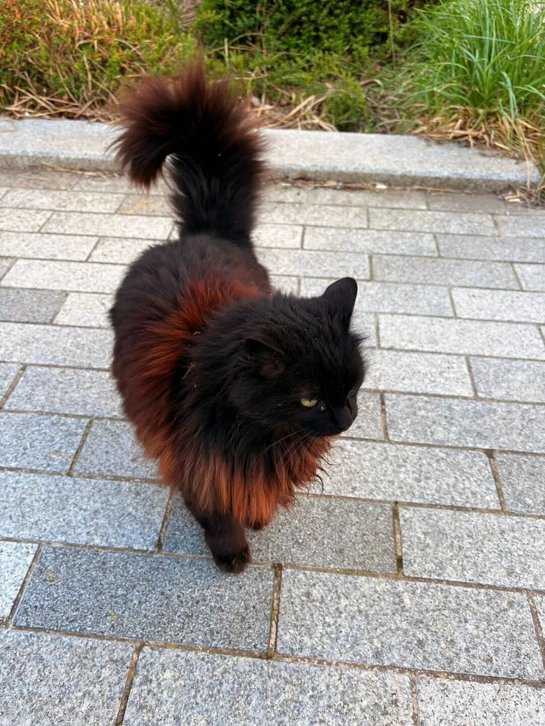 【宠物】小姐姐旅游半个月,回家发现无毛猫变色了,急得发帖求助,网友一看图就破案...(组图) - 10