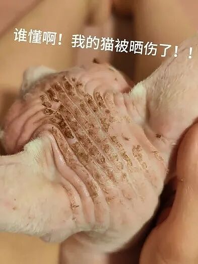 【宠物】小姐姐旅游半个月,回家发现无毛猫变色了,急得发帖求助,网友一看图就破案...(组图) - 8