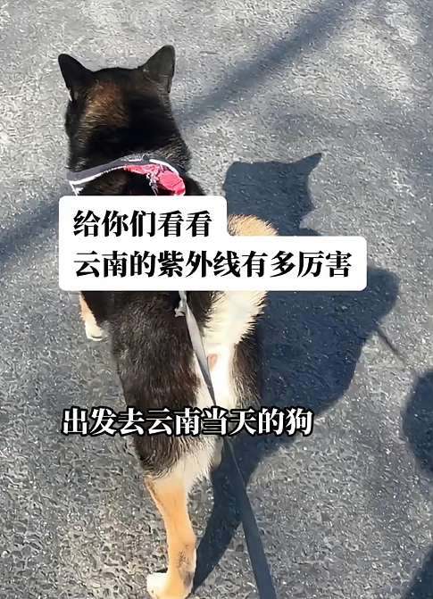【宠物】小姐姐旅游半个月,回家发现无毛猫变色了,急得发帖求助,网友一看图就破案...(组图) - 13